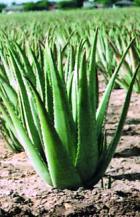 Aloe Vera Gelle (thick)